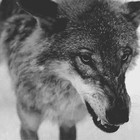 Picture for song '(10-14-13) Wolves' by artist 'BRAVESTARR'