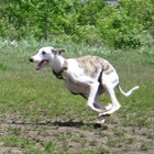 Picture for song 'Run Baby Run (demo)' by artist 'Bruce Wozny'
