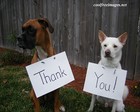 Picture for song 'Thanks a Million Fold (Michael Duran backer)' by artist 'Carlo D'Anna'