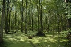 Picture for song 'Sawgrass Swamp' by artist 'Claypots'