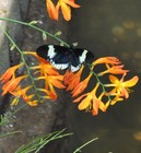 Picture for song 'Butterfly Dance' by artist 'C Matthews'