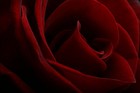 cover pic