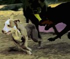 Picture for song 'CANIDAE' by artist 'Dennis Hitchcox'