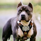 Picture for song 'Big Dog Status' by artist 'Don Bino'