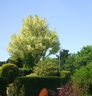 Picture for song 'In The Deep' by artist 'Dragonfly Summer'