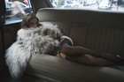 Picture for song 'Backseat' by artist 'Dranzition Music'