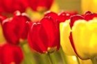 Picture for song 'Two Lips and Daisies' by artist 'Drew Townsend'