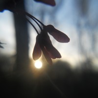 Picture for song 'Regeneration' by artist 'Ellohay Music'