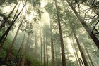 Picture for song 'Hemlock' by artist 'Erik Smith'