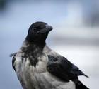 Picture for song 'Flickan Och Kråkan' by artist 'Ers Madjesty Of Harmonies'