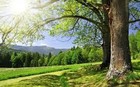 Picture for song 'Faded Nature' by artist 'Flawless Tracks'