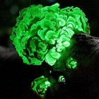 Picture for song '*NEW*Alien Species *OLD*' by artist 'Foorson'