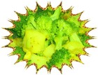Picture for song 'The Secret Broccoli' by artist 'Gary Drechsel'