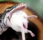 Picture for song 'Devour' by artist 'Gelatin Telephone'