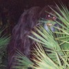 Picture for song 'Swampman Coming' by artist 'Gordon Larson'