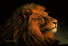 Picture for song 'kingdom Come' by artist 'H1B Presents ... Dolla Bill'