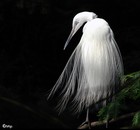 Picture for song 'Come so far' by artist 'Heat team's Cortex'