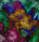 Picture for song 'Vital' by artist 'Helen Adove Hawk'