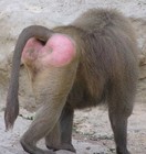 Picture for song 'Baboon of Consequence.MP3' by artist 'henwrench'