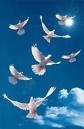 Picture for song 'Transition' by artist 'High Pink Clouds'