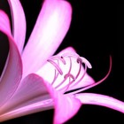 Picture for song 'Perfect Timing (Instrumental) Free Download!' by artist 'I C Y'