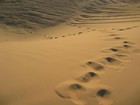 Picture for song 'Cross The Desert (With Hook)' by artist 'Intellectual Productions'