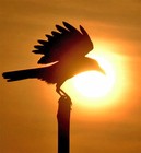 Picture for song 'Coming Home (Feat. Bode & Styl Plus)' by artist 'Jay-E (LCU)'