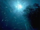 Picture for song 'Deep Under Water' by artist 'JohnnyChimpo'