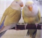 Picture for song 'Love Birds- Calvin Stewart' by artist 'JoiceMarie'