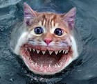 Picture for song 'catfish' by artist 'J Stylezz'