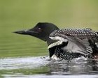 Picture for song 'The Loon' by artist 'Kamul Productions'