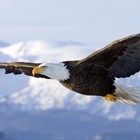 Picture for song 'Founding of America (Instru) 885275' by artist 'K-Bach Beats'