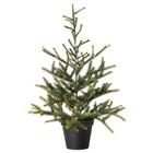 Picture for song 'The Little Christmas Tree' by artist 'Kelton Ree'