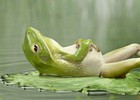 Picture for song 'Relax After a Busy Day' by artist 'Klaatu (CT)'