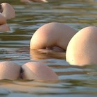 Picture for song '12095813883_congresso_dos_bichos' by artist 'Kurikaka e Makako Os DInosauros'