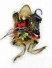 Picture for song 'Frogsandotherfish' by artist 'LARZNEW'