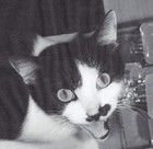 Picture for song 'Army Of The Damned' by artist 'Lasergoon'