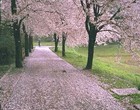 Picture for song 'walking on petals' by artist 'Linda Vale Martin'