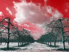 Picture for song 'BLOOD OUT RED' by artist 'MELODY OF NATURE'