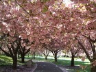 Picture for song 'Cherry Blossom' by artist 'Metaform'