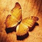 Picture for song 'Butterfly' by artist 'Nahum'