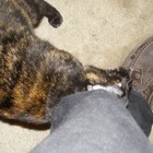 Picture for song 'Crawl' by artist 'nedped'