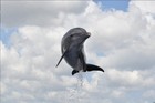 Picture for song 'Dolphins' by artist 'Nimrodia'