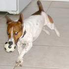 Picture for song 'PLAYING THE GAME' by artist 'phat jolly roger'