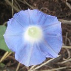 Picture for song 'Pot Pop Ados.mp3' by artist 'PRDClass'