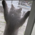 Picture for song 'Ahhh! My Face Just Melted' by artist 'Professor Insane and the Stolen Cheese'