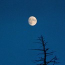 Picture for song 'Lover's Moon' by artist 'Ralph Atkinson'