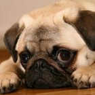 Picture for song 'Cute Pug' by artist 'Rhombus (CA)'