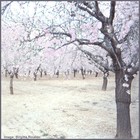 Picture for song 'Love Is Not Complicated' by artist 'Rinaldo'