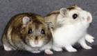 Picture for song 'A Hamster Poops' by artist 'Robin And The Giant'